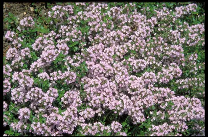 Thymus serpyllum L