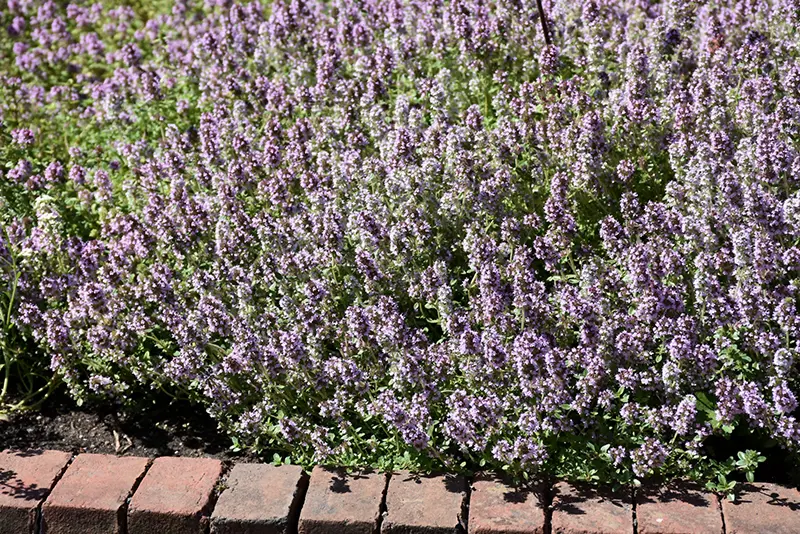Thymus vulgaris L., Thymus zygis L. ve Thymus serpyllum L. Uçucu Yağı görseli