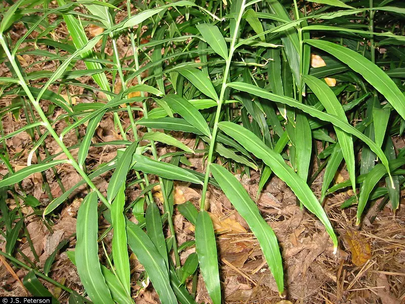 Zingiber officinale Roscoe görseli