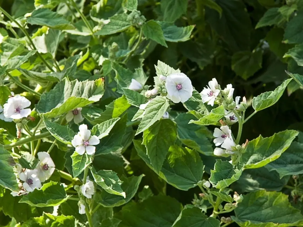 Althaea officinalis L. görseli