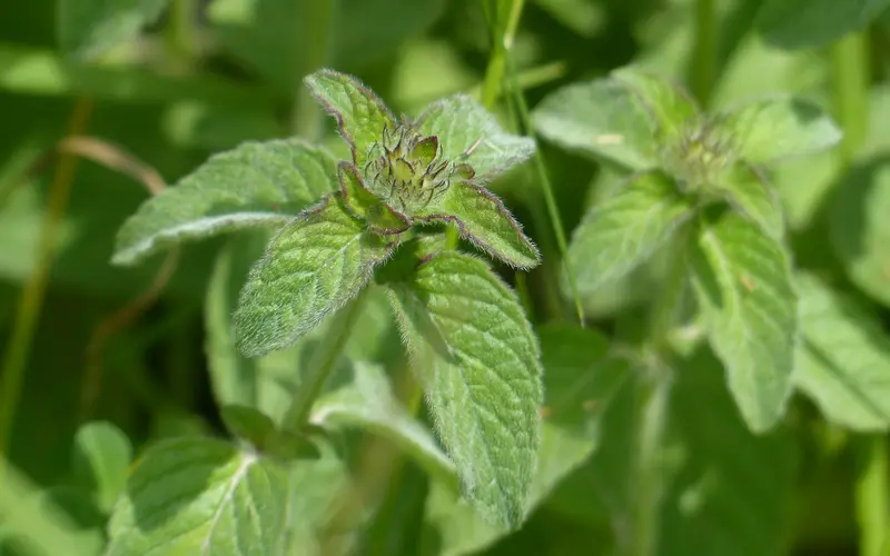 Mentha x piperita L.-Kurutulmuş yaprakları görseli