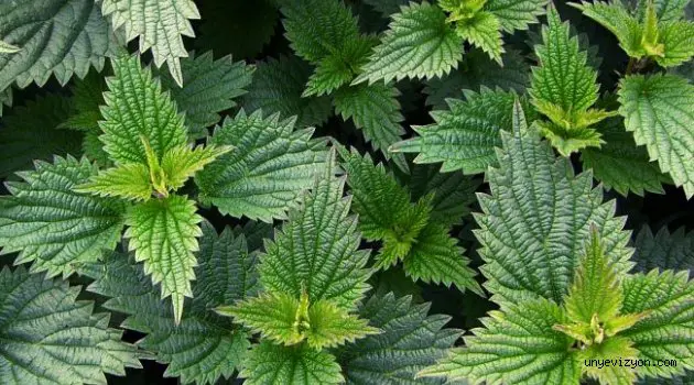 Urtica dioica L. ve Urtica urens L. Kök görseli